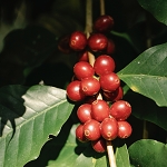 Cherry Barkwood